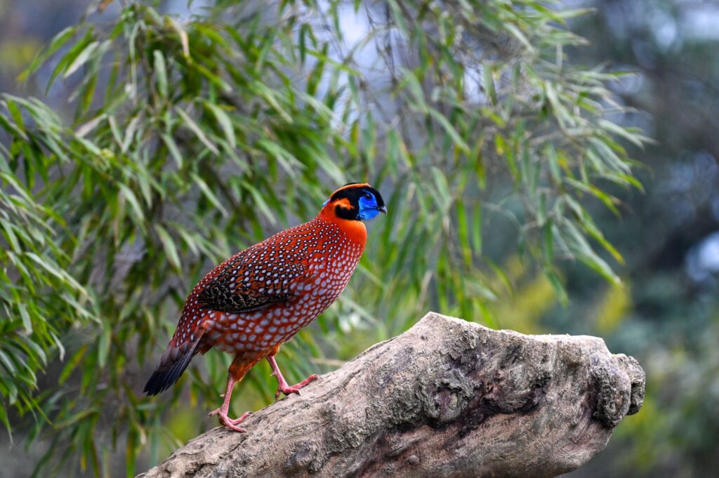 Male Temminck's tragopan perched on a rock amid bamboo foliage