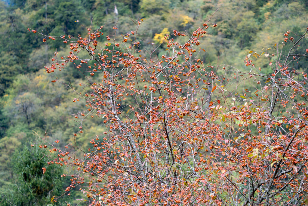 Berry-laden mountain tree