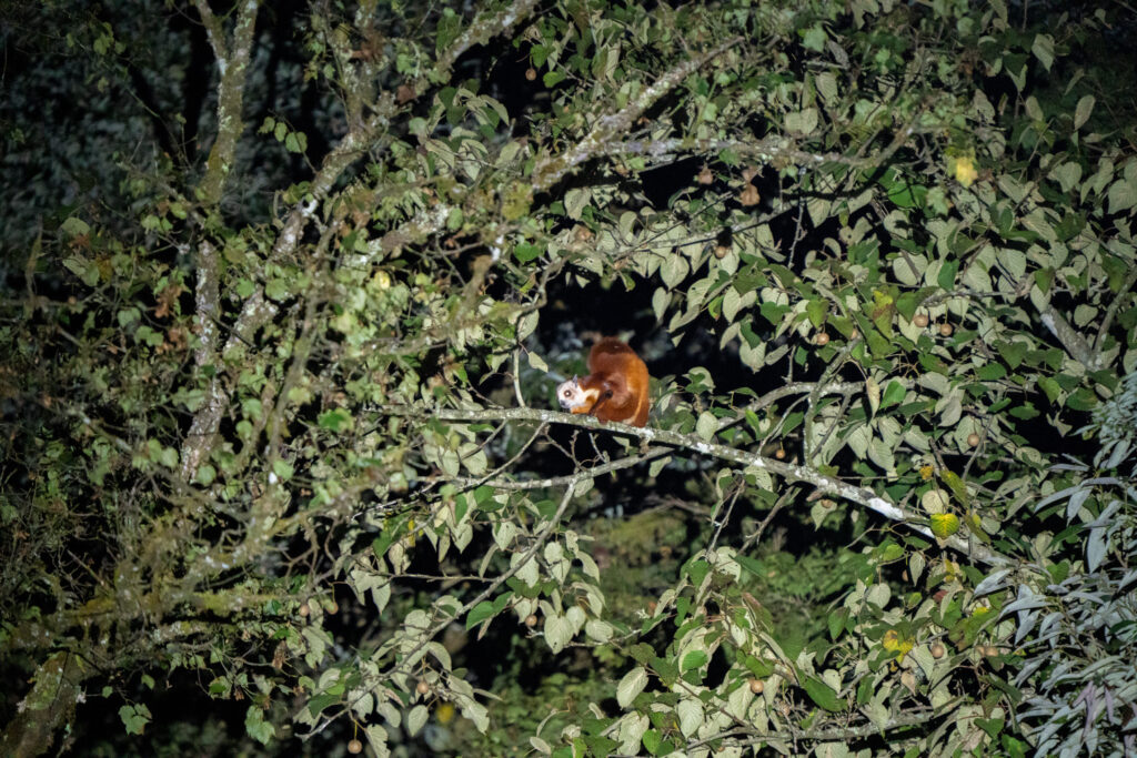 Flying squirrel in a forest at night