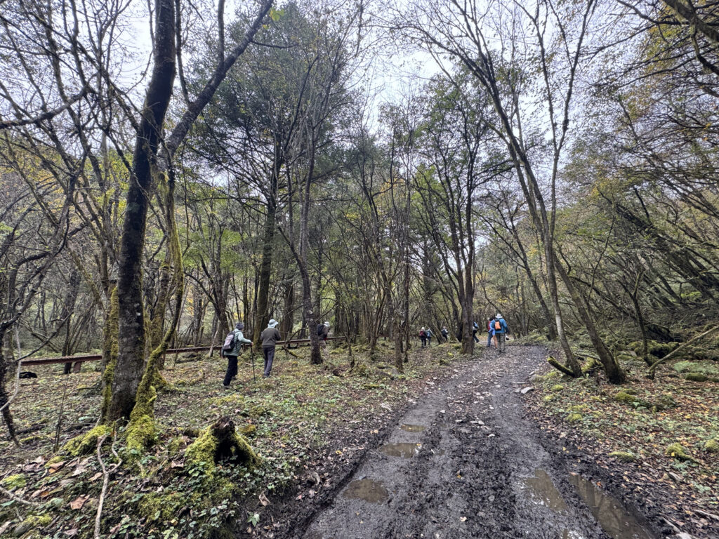Hikers on a misty forest trail