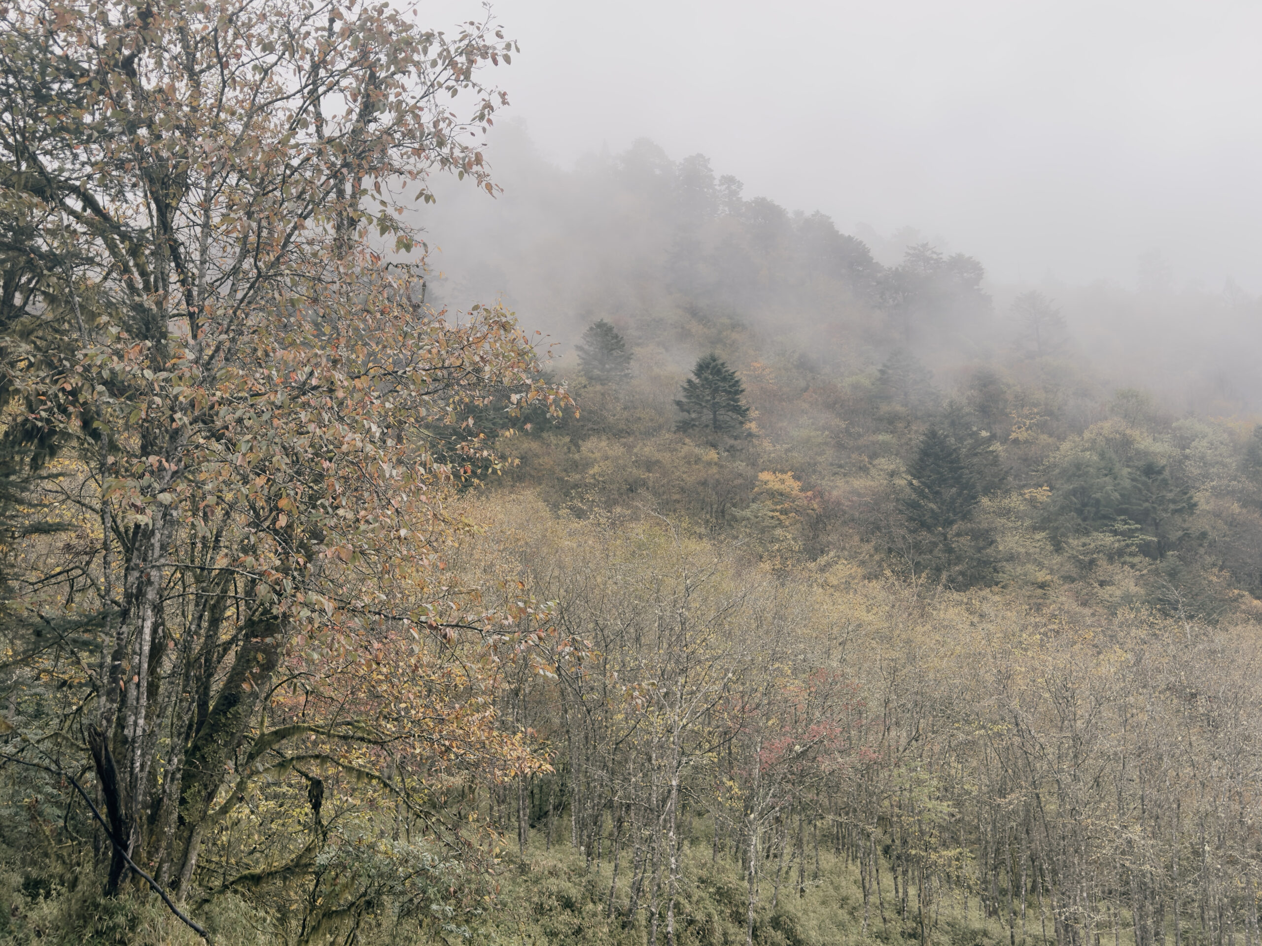 Misty autumn forest valley