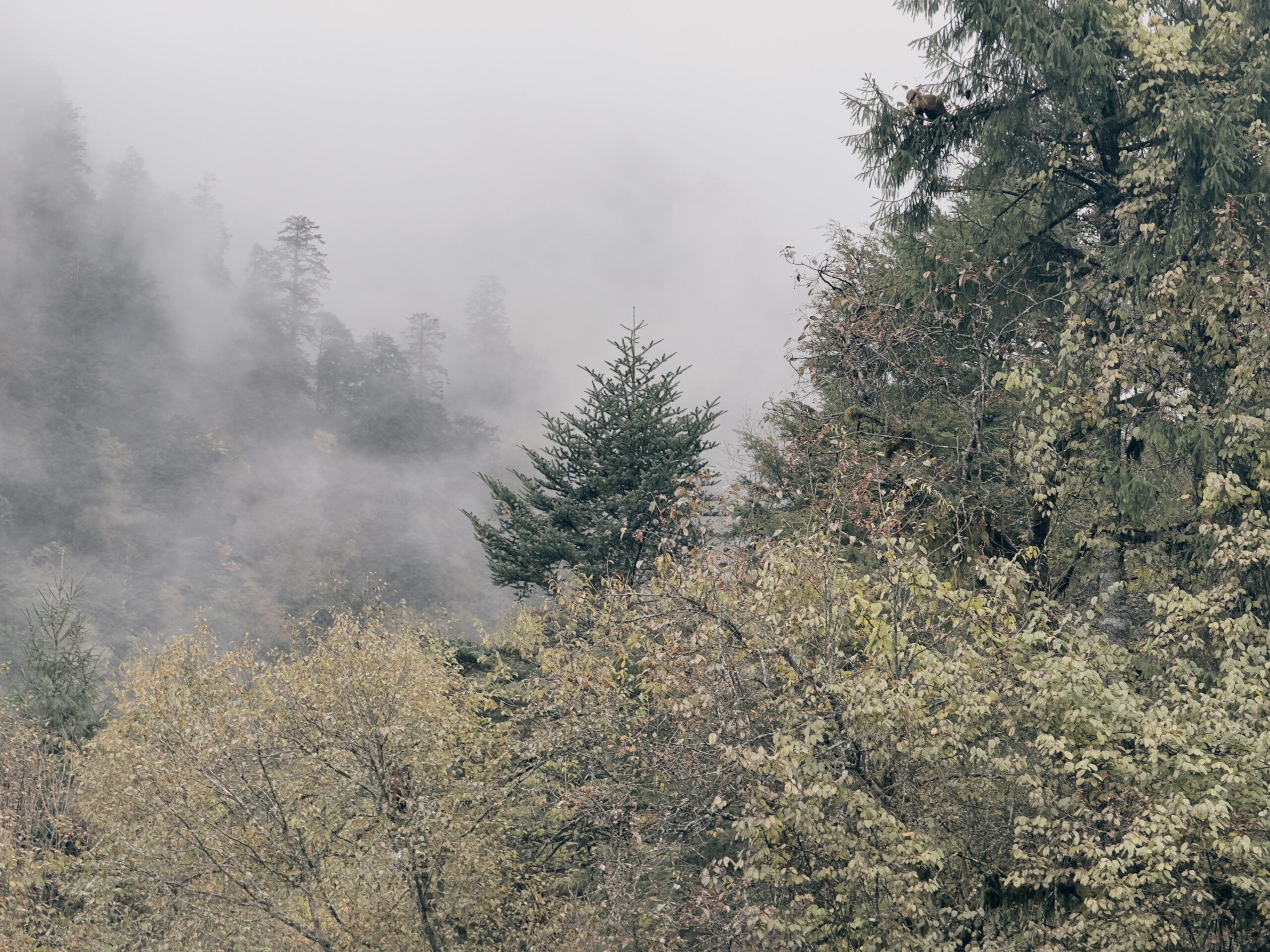 Misty conifer forest in the mountains