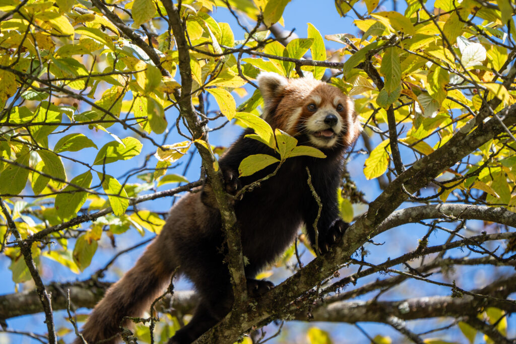 Red panda climbing among yellow leaves