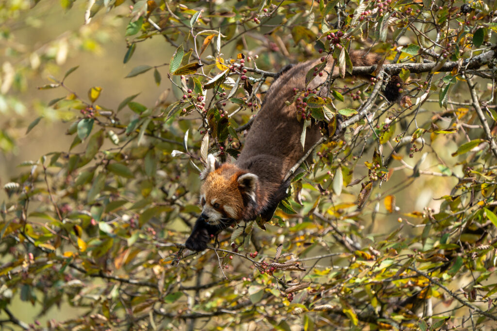 Red panda descending through berry branches