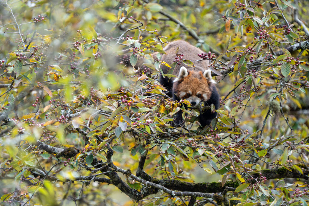 Red panda foraging among autumn berries