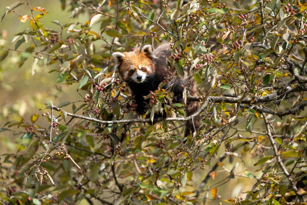 Red panda looking toward camera in a tree