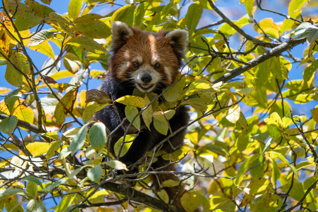 Red panda portrait among yellow leaves