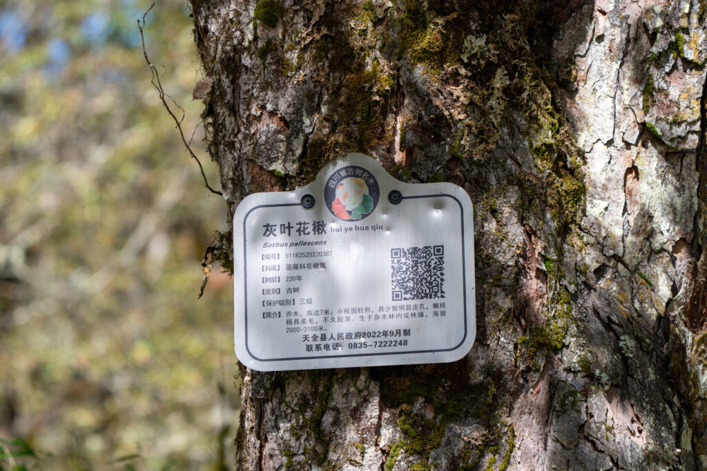Sorbus pallescens tree identification plaque